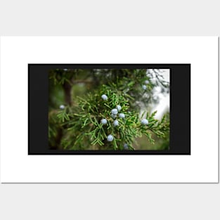 Pine Tree Purple Berries Posters and Art